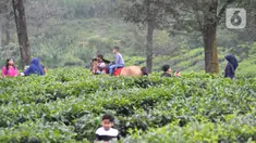Warga berkeliling kebun teh di pinggir jalan raya yang menghubungkan Bogor-Cianjur di kawasan Gunung Mas, Puncak, Jawa Barat, Minggu (17/5/2020). Kegiatan ngabuburit atau menunggu waktu berbuka puasa ini melanggar aturan PSBB karena mengundang kerumunan massa. (merdeka.com/Arie Basuki)