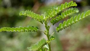 Daun meniran | Via: istimewa