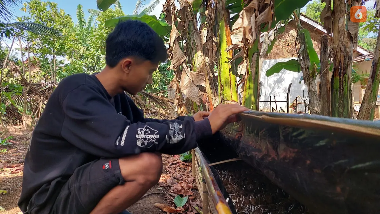 Supri Apriliyanto pemuda asal Kalipuro lakukan budidaya jamur jenggel dan banyak diminati warga (Hermawan Arifianto/Liputan6.com)