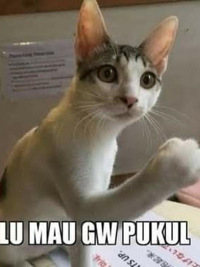 9 Meme Lucu Orang Lagi Emosi dari Kucing Hingga Manekin Ini Kocak