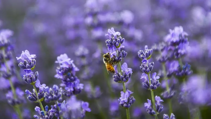 Cantiknya Kota Lavender di Tiongkok