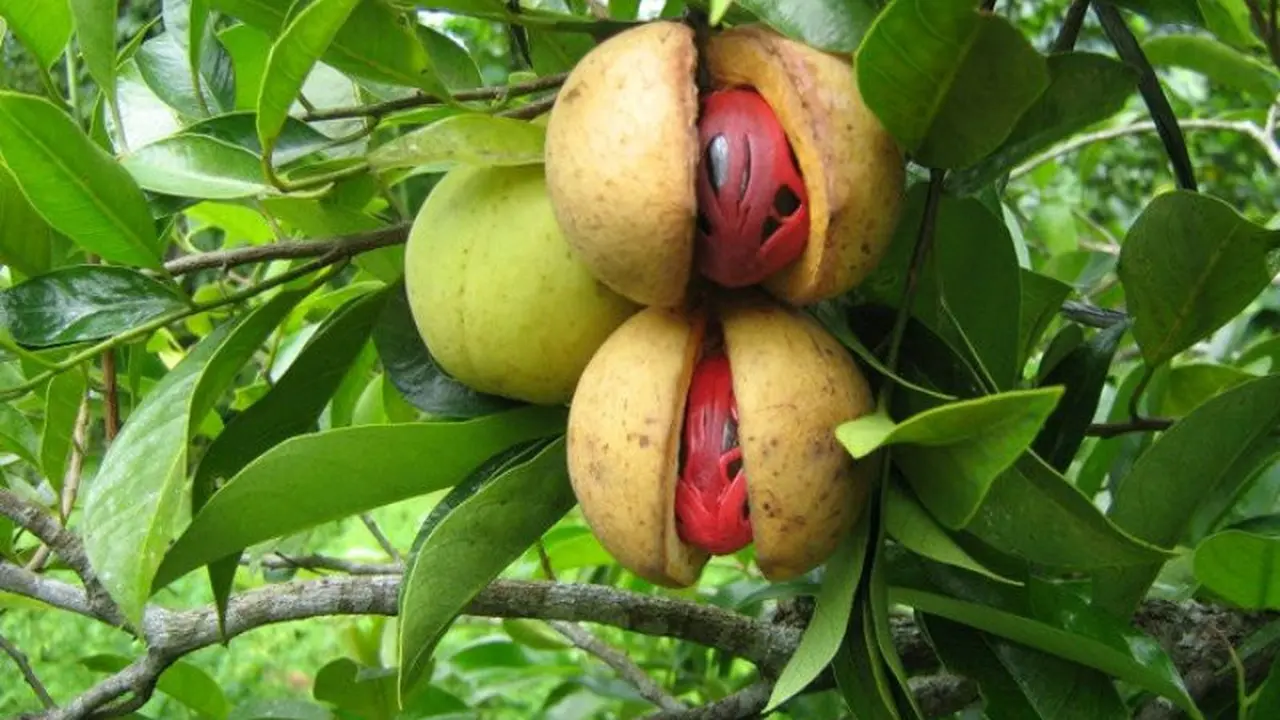 [Bintang] Buah Pala
