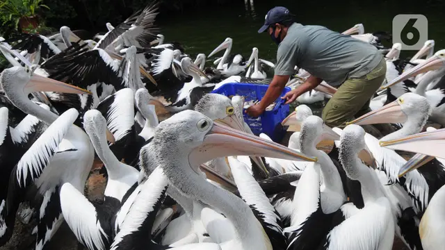 Suasana Taman Margasatwa Ragunan Saat Kembali Dibuka