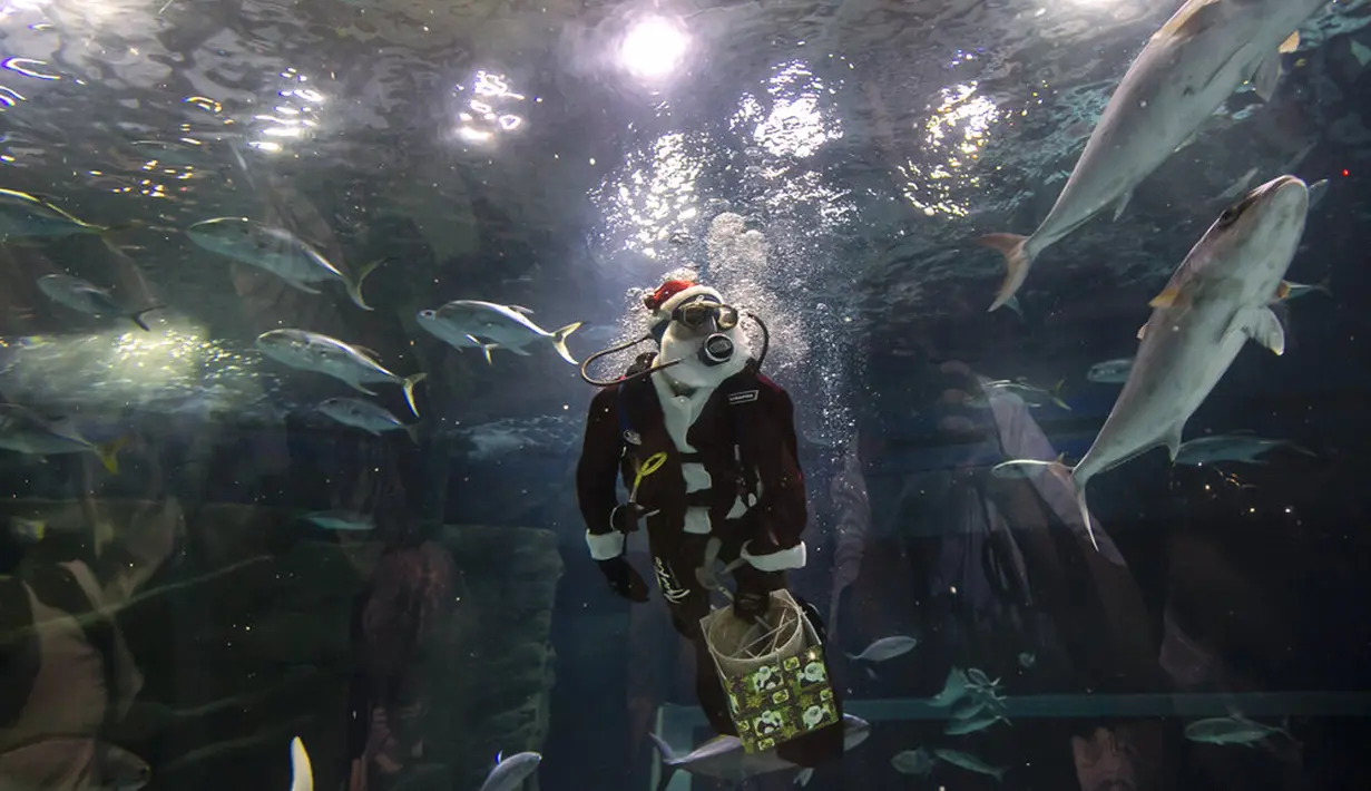 Aquarist Volmer Salvador berenang dalam tangki akuarium AquaRio mengenakan kostum Sinterklas saat musim Natal di Rio de Janeiro, Brasil, 20 Desember 2021. Dengan luas bangunan sekitar 26.000 meter persegi, AquaRio dianggap sebagai akuarium laut terbesar di Amerika Selatan. (AP Photo/Bruna Prado)