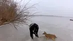 Sebuah perusahaan kamera terkenal yang mengunggah video tentang penyelamatan rusa yang terjebak di danau es.Salah seorang penyelamat hewan yang tergerak hatinya saat  melihat postingan  sebuah media social tentang beberapa rusa yang terjebak di tenga...