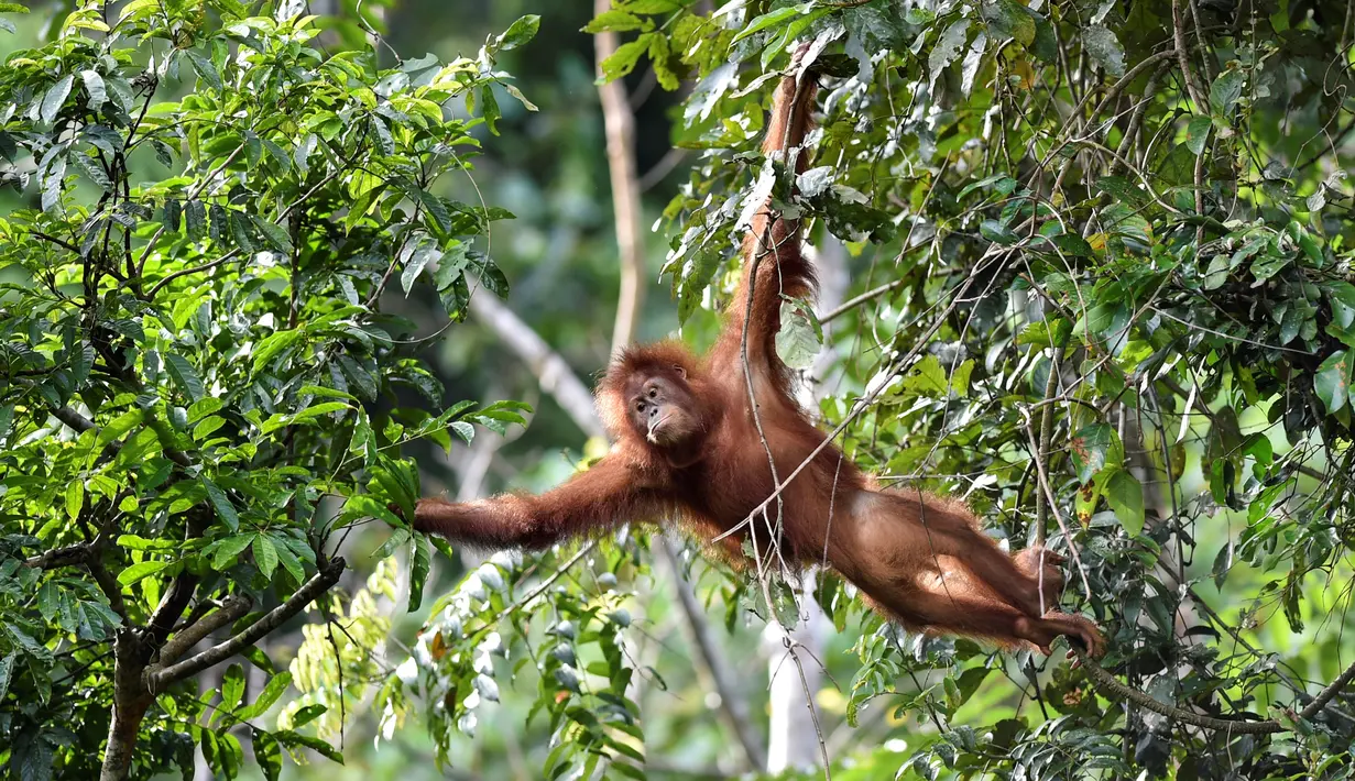 <p>Orangutan bernama Keupok Rere melompat dari pohon saat dilepasliarkan di Cagar Alam Hutan Pinus Jantho, Aceh Besar, Selasa (18/6/2019). Dua orangutan yang dilepasliarkan oleh BKSDA Aceh masing-masing berumur 5,5 dan 4,5 tahun. (CHAIDEER MAHYUDDIN/AFP)</p>