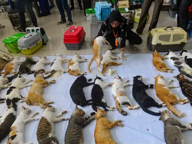 Dokter hewan melakukan sterilisasi kucing lokal di Mall Metro Kebayoran, Jakarta Selatan, Kamis (22/2/2024). (merdeka.com/Arie Basuki)