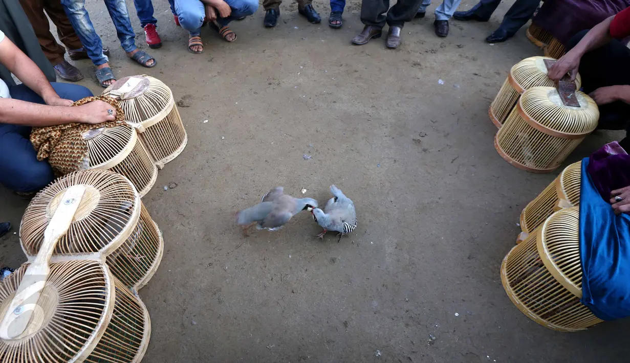 Sejumlah orang menonton dua ekor burung partridge (chukar) saat diadu dalam pertarungan tradisional di Erbil, Irak (13/5). Pertarungan burung pemakan biji-bijian ini merupakan tradisi warga Erbil. (AFP PHOTO/Safin Hamed)