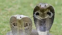 Ular kobra perempuan dan laki-laki. (Liputan6/pinterest)