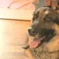 Max, anjing German Shepherd yang menyelamatkan tuannya. (Foto: CBS Local)