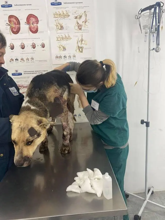 Viral, Aksi Super Sadis Pria Seret Anjing dengan Mobil hingga Tak Berdaya