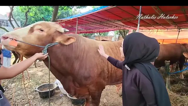 Pertama Kali Kurban Sejak Mualaf, Nathalie Holscher Baru Mengerti Mengapa Sapi Menangis Saat Akan Disembelih. (YouTube Nathalie Holscher)