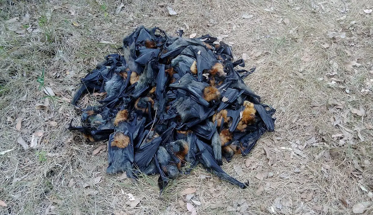 Tumpukan kelelawar yang mati akibat gelombang panas di Campbelltown, Australia, 8 Januari 2018. Ratusan kelelawar itu mati setelah jatuh dari pohon akibat tak kuat menahan panas yang menyengat. (Help Save the Wildlife and Bushlands in Campbelltown/AFP)