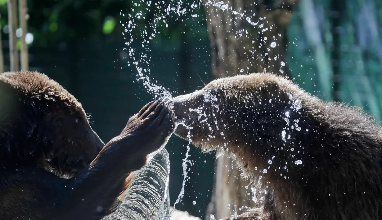 Anak beruang cokelat Gianni (kiri) dan Sam bermain di area Bioparco Roma, (24/5). Dua bayi beruang berusia 18 bulan ini dibawa ke Italia setelah ditemukan oleh beberapa asosiasi hak hewan. (AP Photo/Alessandra Tarantino)