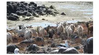 Kambing Misterius Ini Hidup di Pulau Tanpa Sumber Air Selama 2 Abad