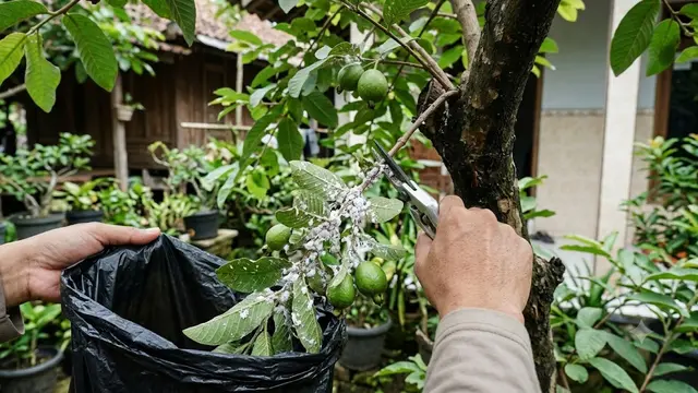 Cara Membasmi Kutu Putih pada Tanaman Buah Secara Alami