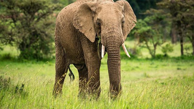 Potret Gajah Semak Afrika (Sumber: Pixabay)