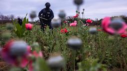 Sejumlah polisi menyita bunga poppy ilegal di sebuah perkebunan di desa Los Pericos, kota Mocorito, Meksiko (15/3). Bunga poppy ini dapat diolah menjadi analgesik dan pengobatan narkotik dan obat-obatan rekreasional. (AFP/Rashide Frias)