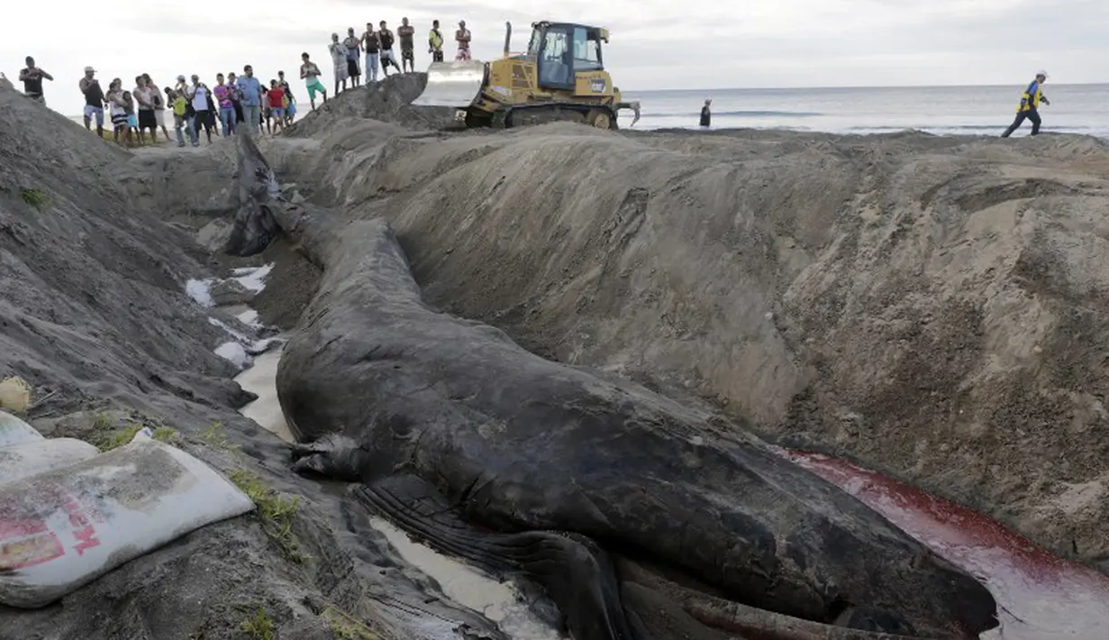 Seekor Ikan Paus Humpback besar terdampar di Pantai Popoyo, Nicaragua, Jumat (14/11/2014) (AFP Photo/Inti Ocon)