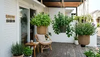 10 Tanaman Herbal Gantung untuk Rumah Kecil, Solusi Asri dan Praktis