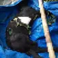 Salah satu kambing yang mati akibat penyakit kembung di Banyuwangi (Hermawan Arifianto/Liputan6.com)