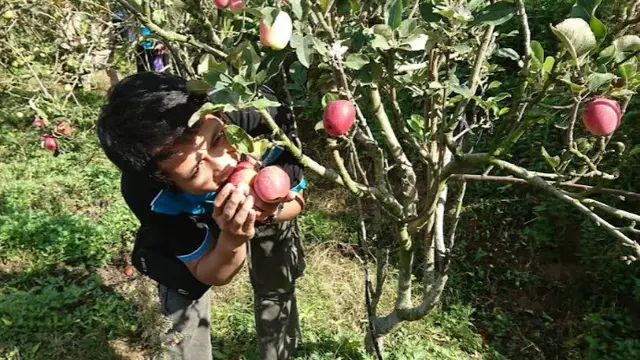 Agro Rakyat Apple Picking Tourism (Google Maps -  Ravi Saputro)