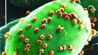 Sampel klorovirus (Sumber: Kit Lee & Angie Fox / Universitas Nebraska-Lincoln)