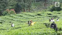 Warga berfoto di kawasan wisata Kebun teh Puncak Kabupaten Bogor Jawa Barat, Sabtu (31/10/2020). Libur panjang peringatan Maulid Nabi Muhammad SAW dimanfaatkan warga untuk mengunjungi lokasi-lokasi wiisata. (Liputan6.com/Helmi Fithriansyah)