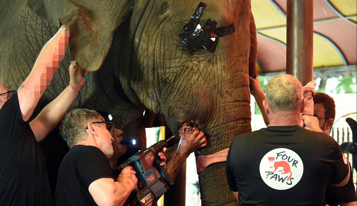Tim dokter hewan dari Four Paws International merawat gading gajah Madhu Bala yang bengkak di Karachi Zoological Garden, Karachi, Pakistan, 17 Agustus 2022. Gajah berusia 16 tahun tersebut menjalani operasi karena infeksi pada gadingnya yang patah. (Asif HASSAN/AFP)