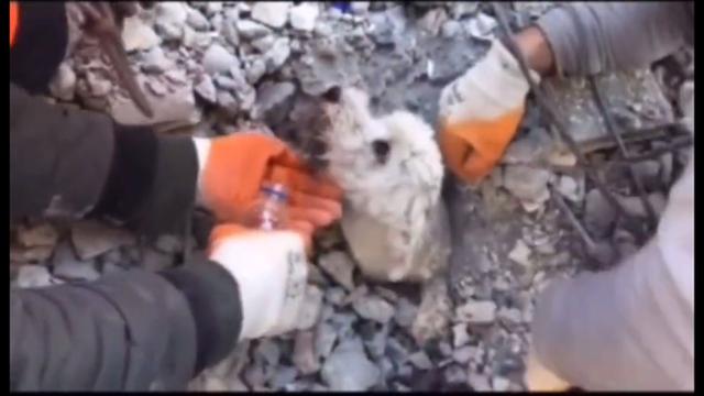 7 Potret Penyelamatan Hewan Peliharaan dari Reruntuhan Gempa Turki, Bikin Pilu