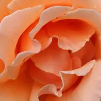 Ilustrasi Minyak Wangi Terbuat dari Kelopak Bunga | unsplash.com