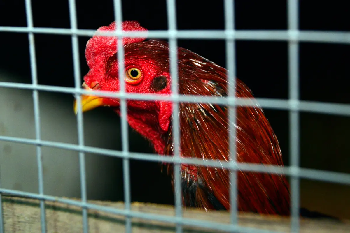 Sabung Ayam Masih Marak di Irak