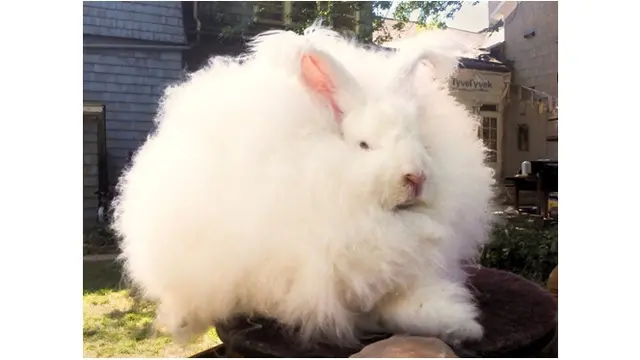 Tak Hanya Manusia, 7 Hewan Ini Juga Alami Bad Hair day