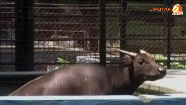 Liputan6 Pagi | 5 | Kebakaran, BNN Iran, Eco Mobil, Anoa