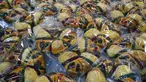 Kue-kue tradisional Rosca de Reyes dijual di toko roti sehari sebelum Epiphany atau Hari Tiga Raja, Mexico City, Meksiko, 5 Januari 2022. (AP Photo/Fernando Llano)