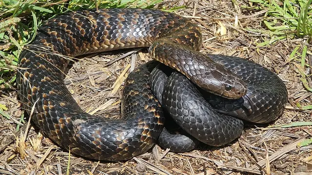 Eastern Tiger Snake