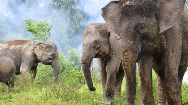 Hari Gajah Sedunia, Tantangan Upaya Menjaga Populasi