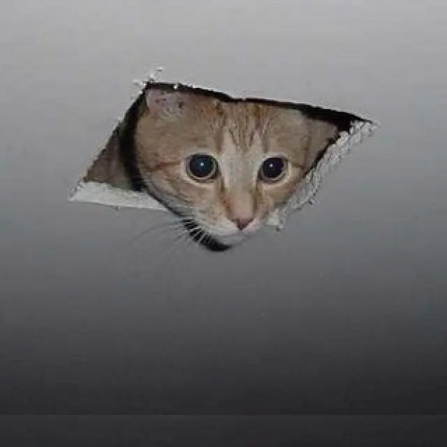 6 Potret Kucing Ngintip dari Atas Rumah Ini Bikin Kaget Lihatnya