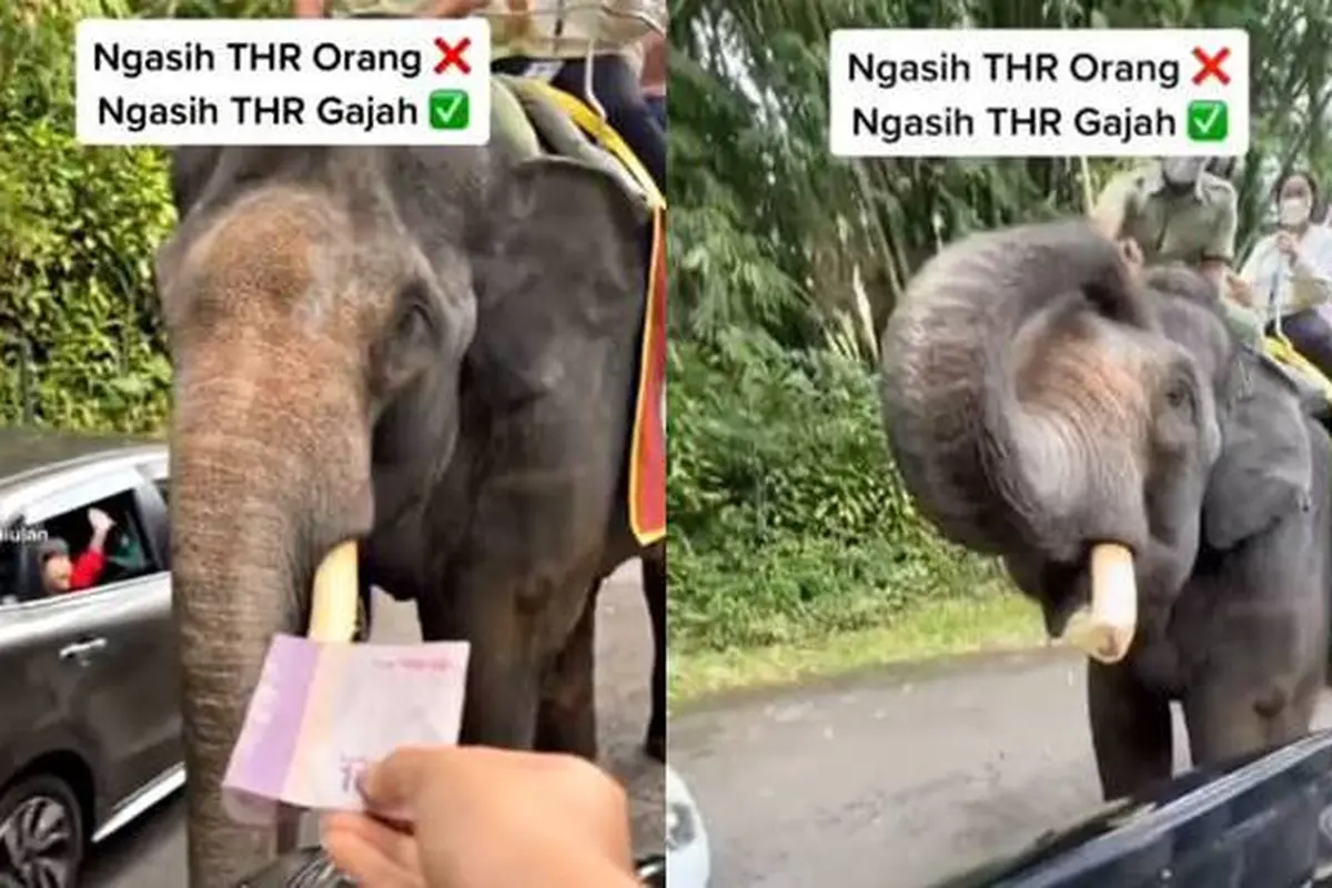 Aksi Pintar Gajah Dapat THR dari Pengunjung Ini Bikin Netizen Heran