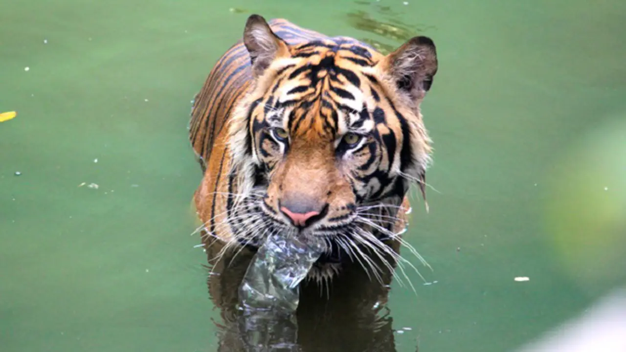 Harimau ini Membersihkan Sendiri Kolamnya dari Sampah