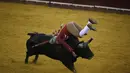 Seorang matador dari anggota Forcados terjungkal akibat diseruduk banteng yang mengamuk di di Campo Pequeno, Portugal, (3/7/14) . (REUTERS/Rafael Marchante)