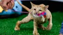 Seekor kucing menginap di sebuah hotel khusus kucing di Basra, Irak, 28 Maret 2018. Keberadaan hotel khusus kucingpertama di Irak  ini menjadi surga bagi para pecinta kucing di kota Basra.  (HAIDAR MOHAMMED ALI/AFP)
