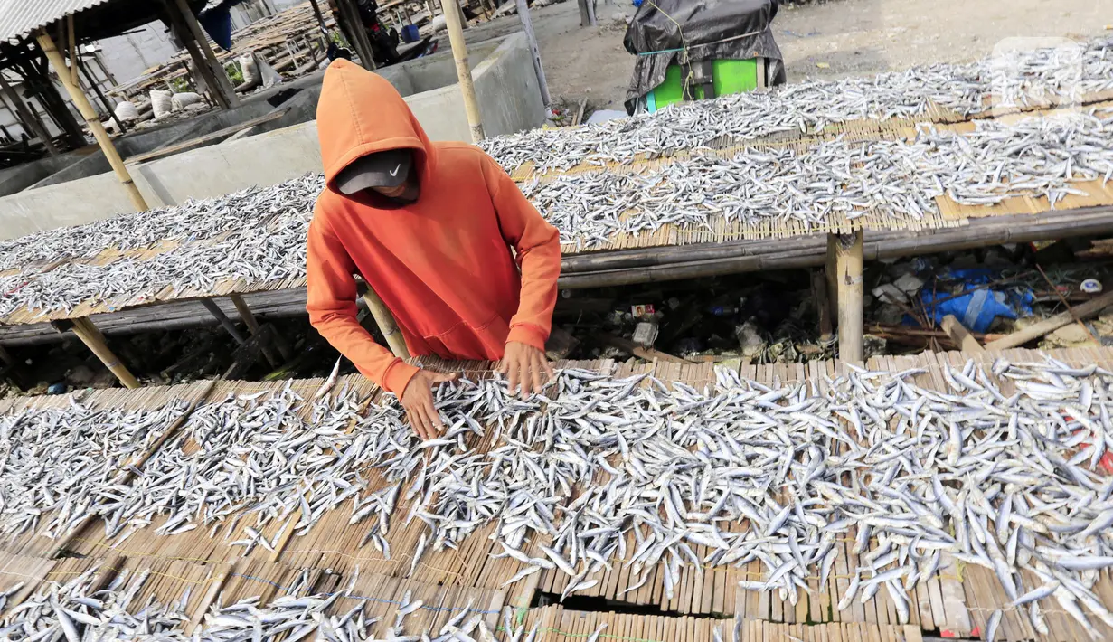 Pekerja menjemur ikan asin di Jakarta, Minggu (6/2/2022). Pengusaha ikan asin di daerah tersebut mengaku mengurangi produksinya karena permintaan pasar sedang turun dan terkendala proses pengeringan akibat curah hujan. (Liputan6.com/Angga Yuniar)