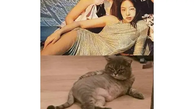 6 Gaya Kucing Berpose Layaknya Model Ini Bikin Geleng Kepala