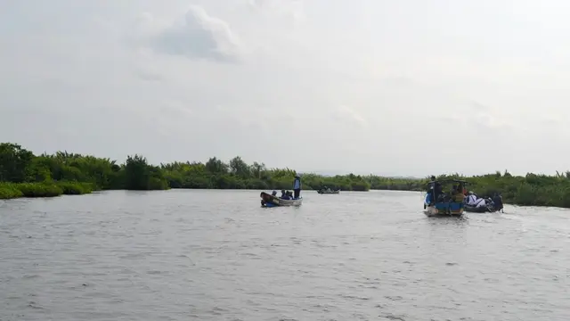 Laguna Segara Anakan, Cilacap, Jawa tengah, merupakan habitat buaya. (Foto: Liputan6.com/Muhamad Ridlo)