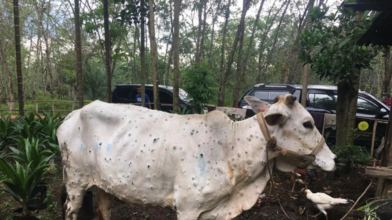 Kementan: Penyakit LSD pada Sapi Tidak Berbahaya bagi Kesehatan Masyarakat