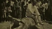 Kisah Pelor Emas Akhiri Hidup La Goroba, Buaya Ganas Sungai Palu
