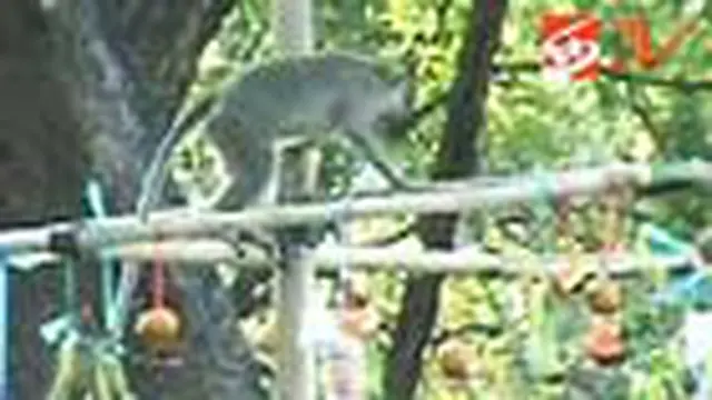 Panjat Pinang Kera Meriahkan HUT RI