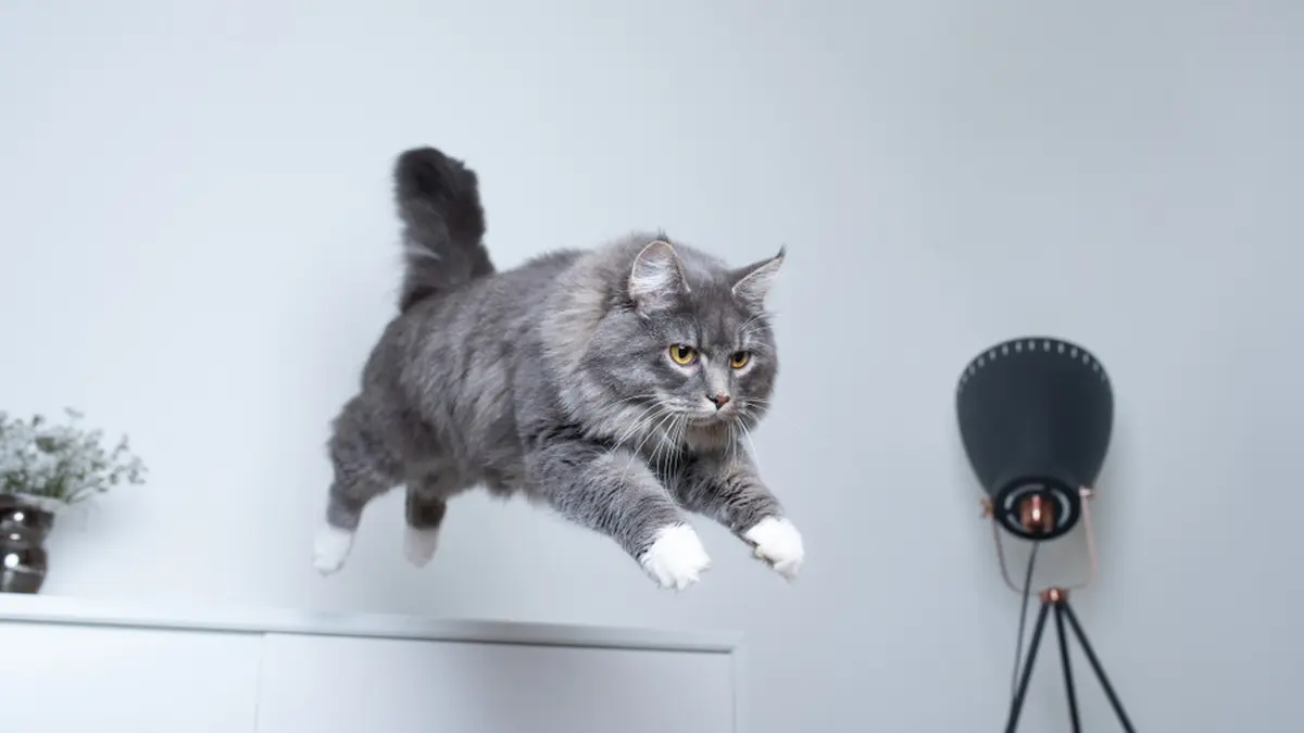Kucing pelompat tali tercepat | IslandRunner