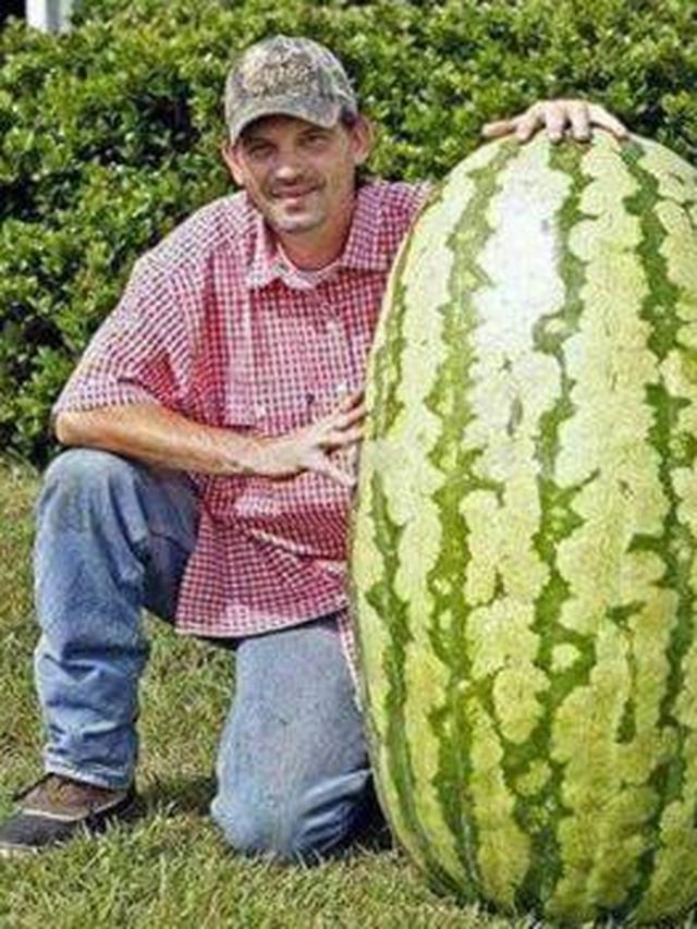 6 Penampakan Buah Ukuran Raksasa Ini Bikin Mata Melongo